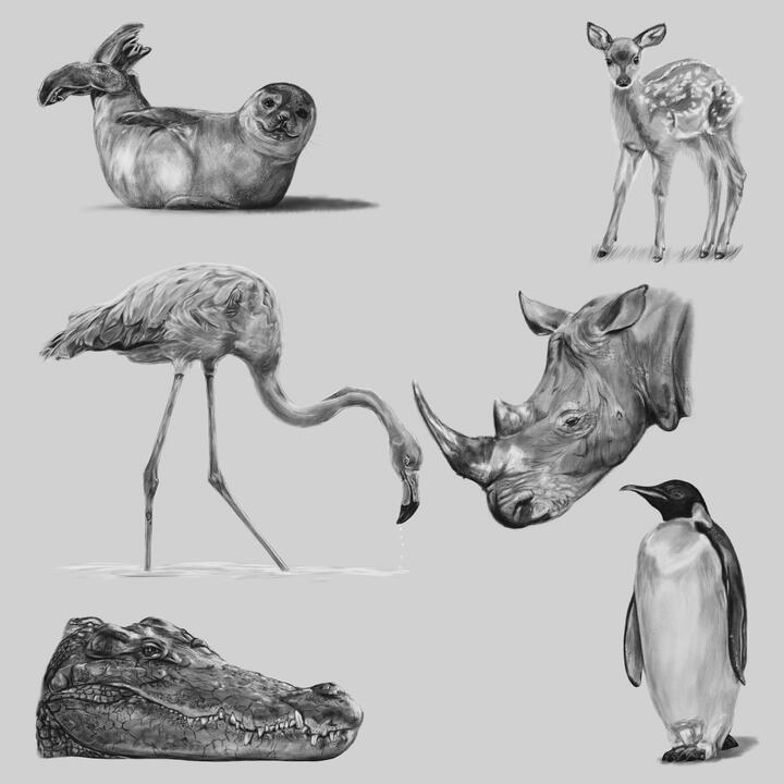 Animal sketches