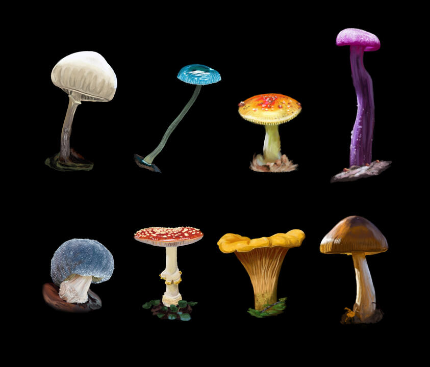 Fungi sketches
