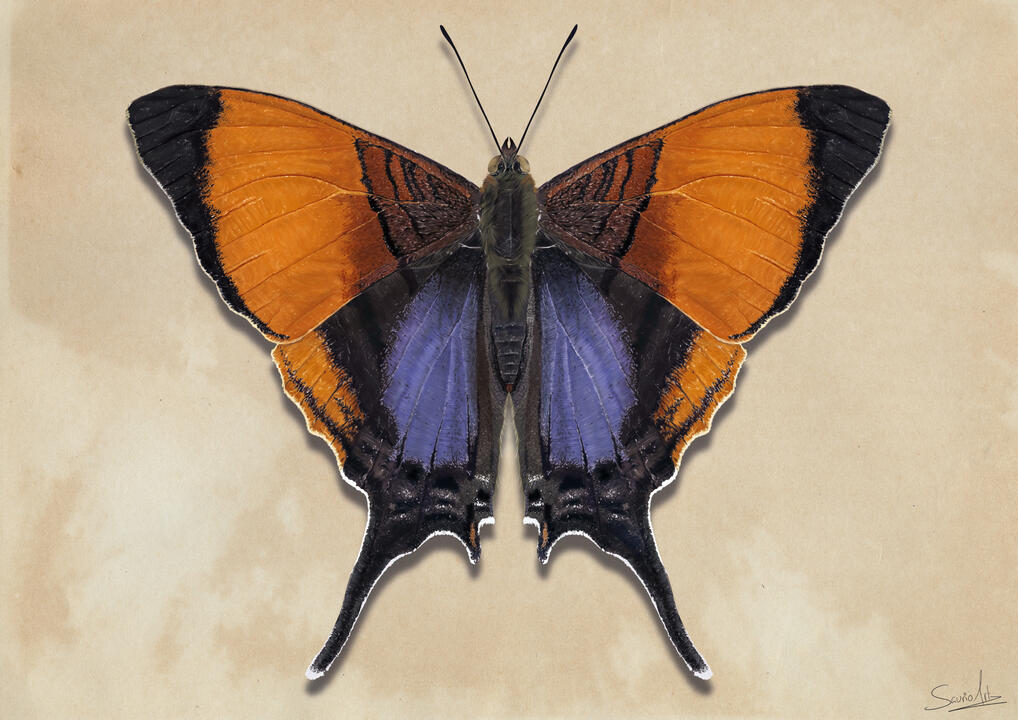 Fauna: "Marpesia marcella"