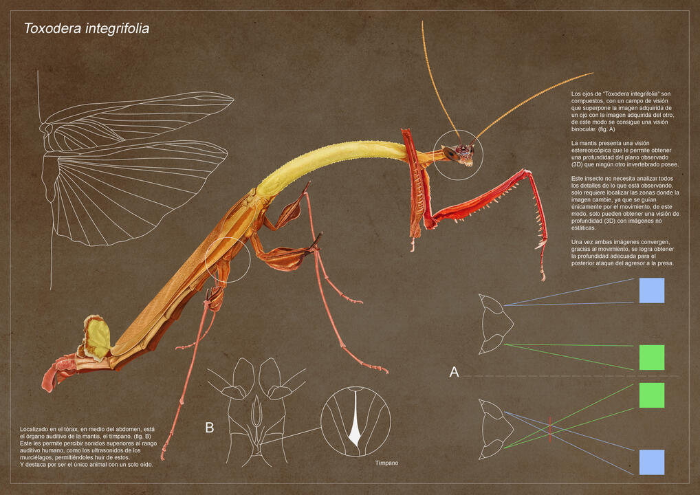 Fauna: "Toxodera integrifolia"