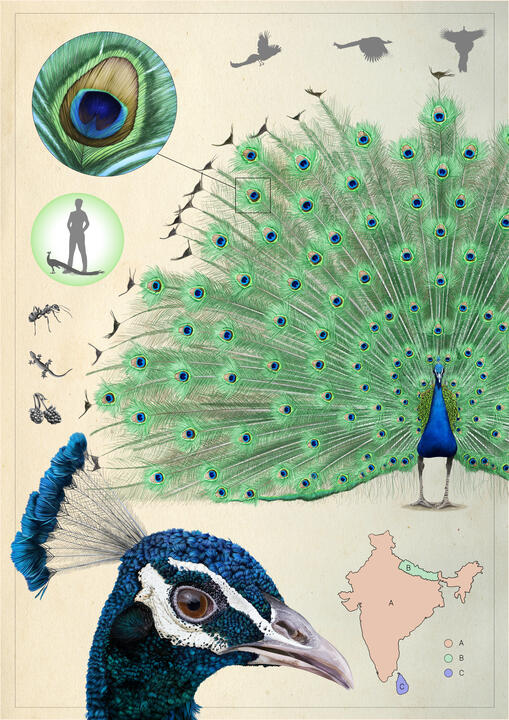 Fauna: "Pavo cristatus"