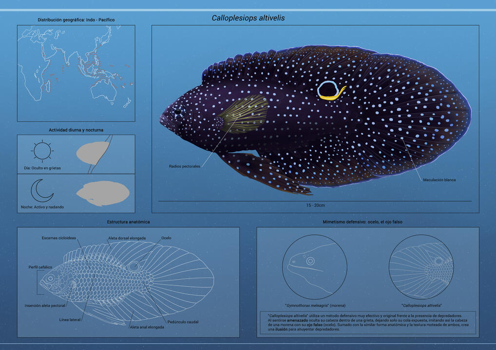 Fauna: "Calloplesiops altivelis"