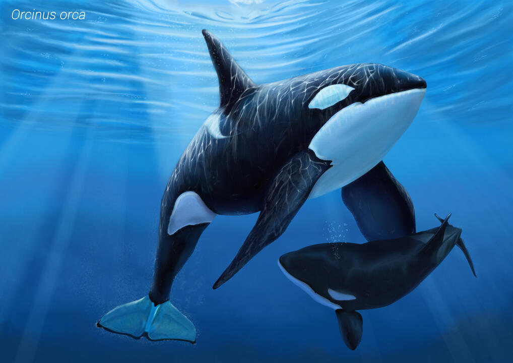 Fauna: "Orcinus orca"
