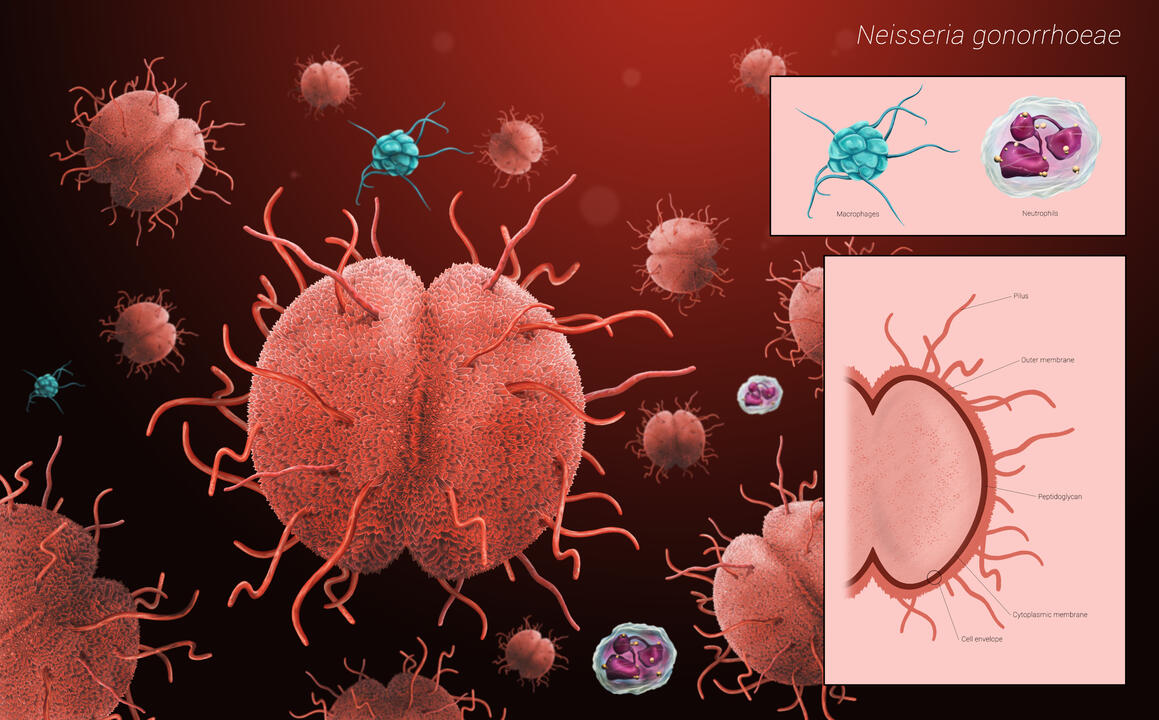 Microbiology: "Neisseria gonorrhoeae"