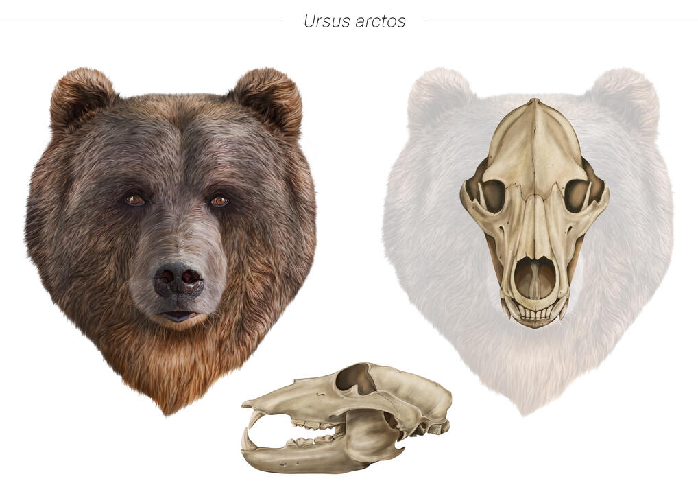 Fauna: "Ursus arctos"
