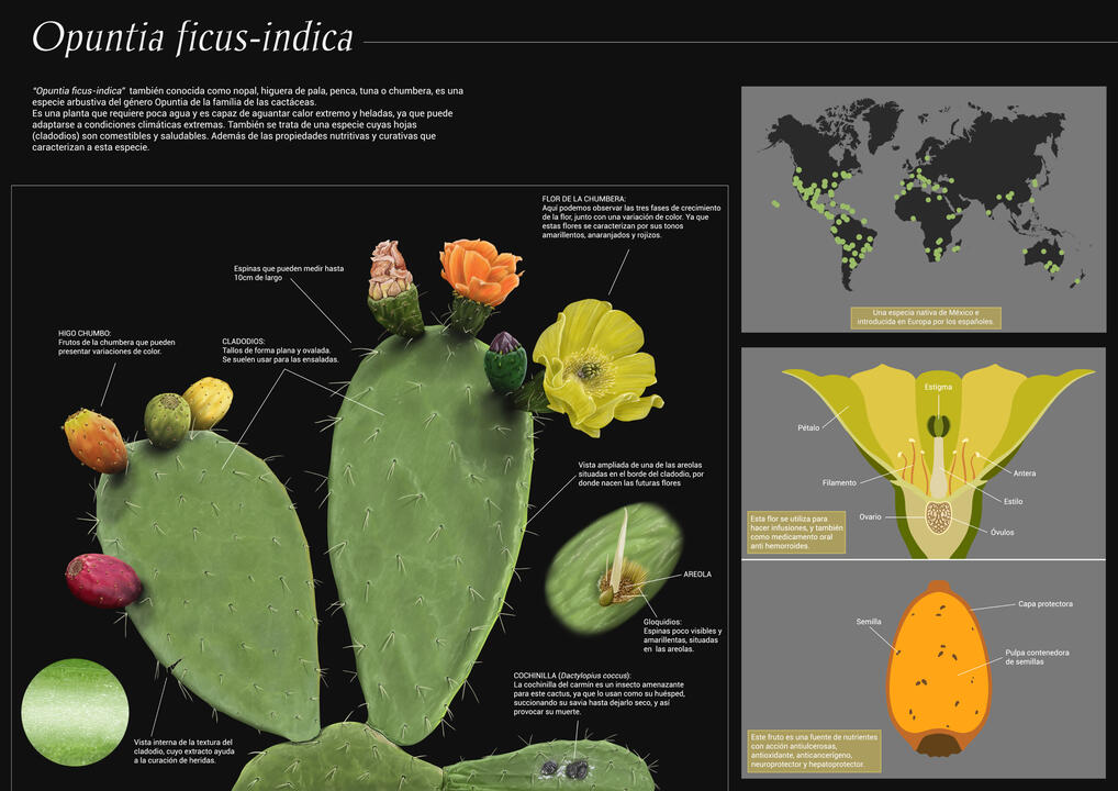Flora: "Opuntia ficus indica"