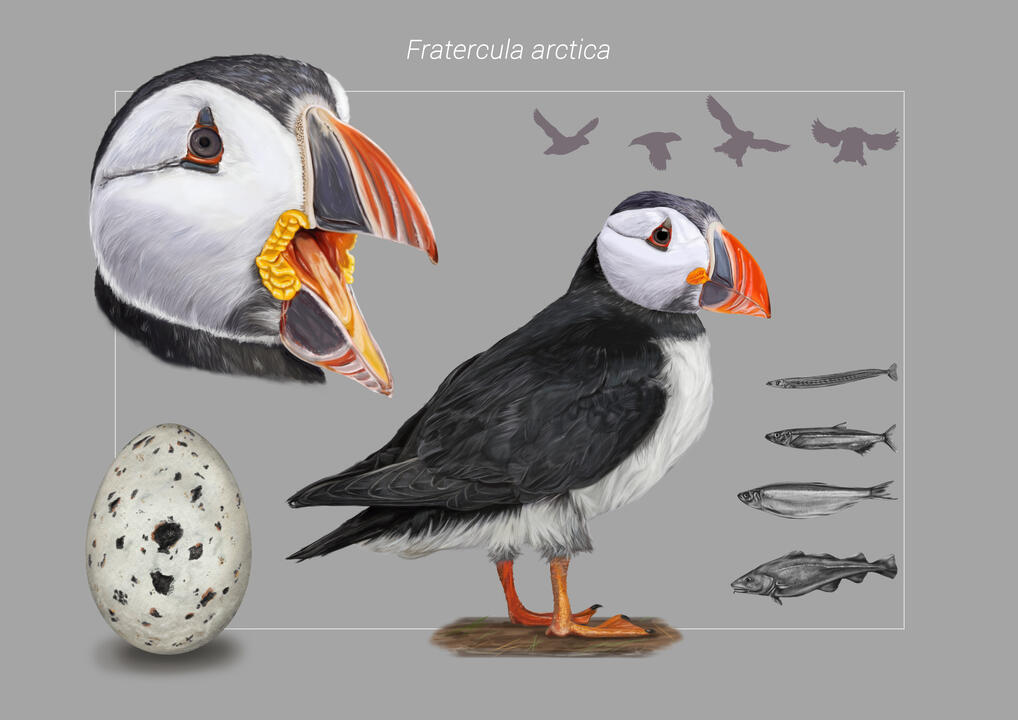 Fauna: "Fratercula arctica"
