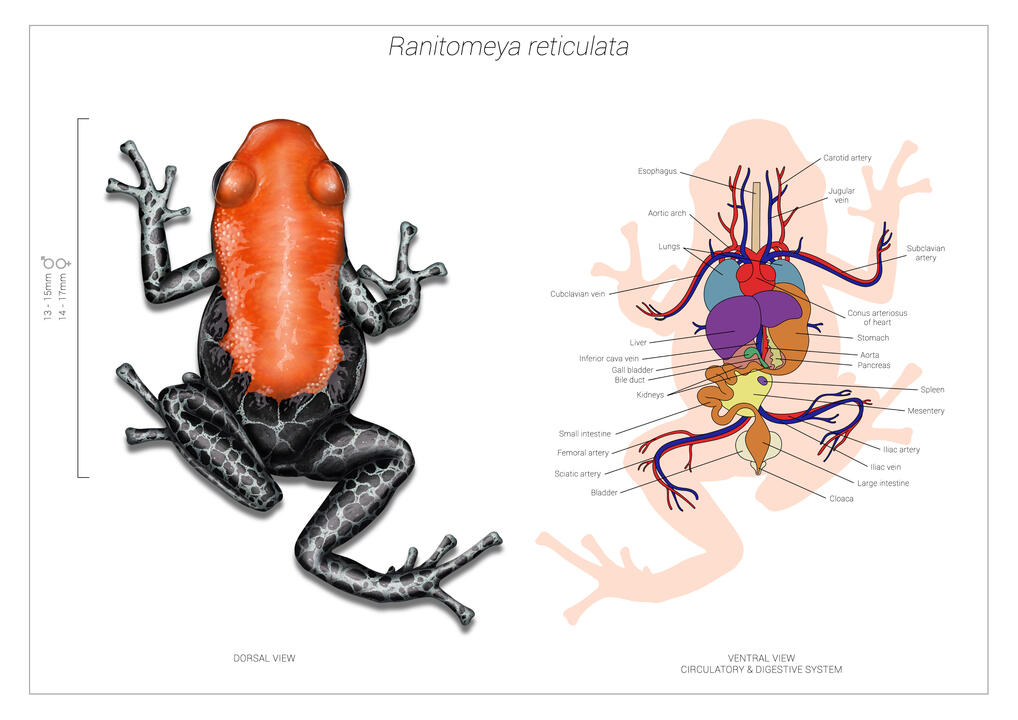Fauna: "Ranitomeya reticulata"
