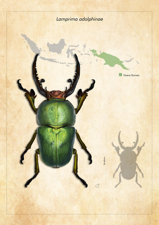 Fauna: "Lamprima adolphinae"