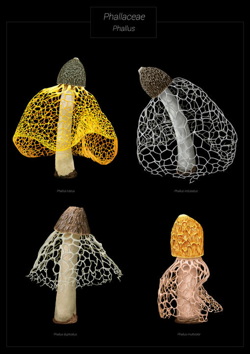 Fungi: "Phallaceae phallus"