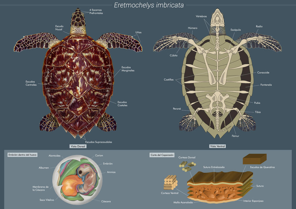 Fauna: "Eretmochelys imbricata"