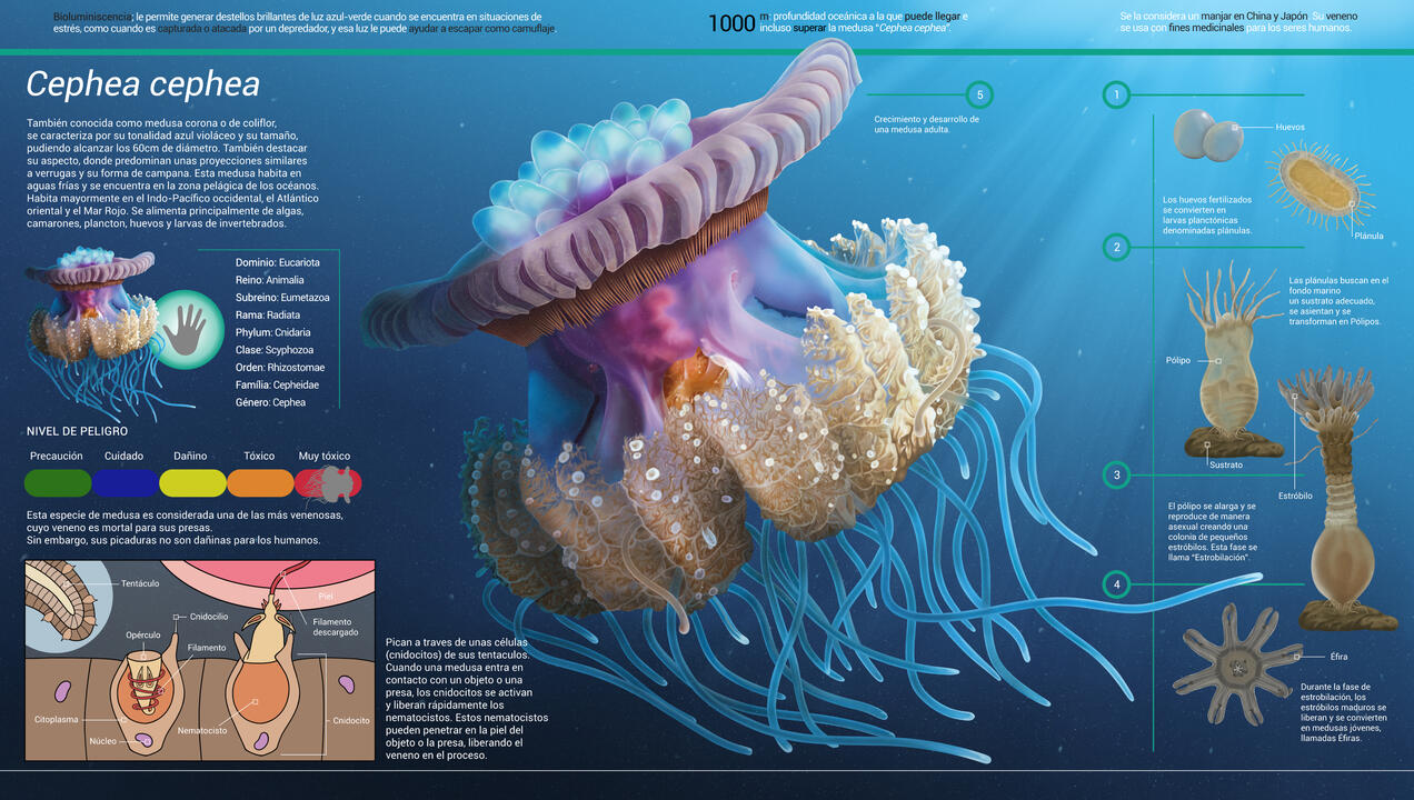 Fauna: "Cephea cephea"