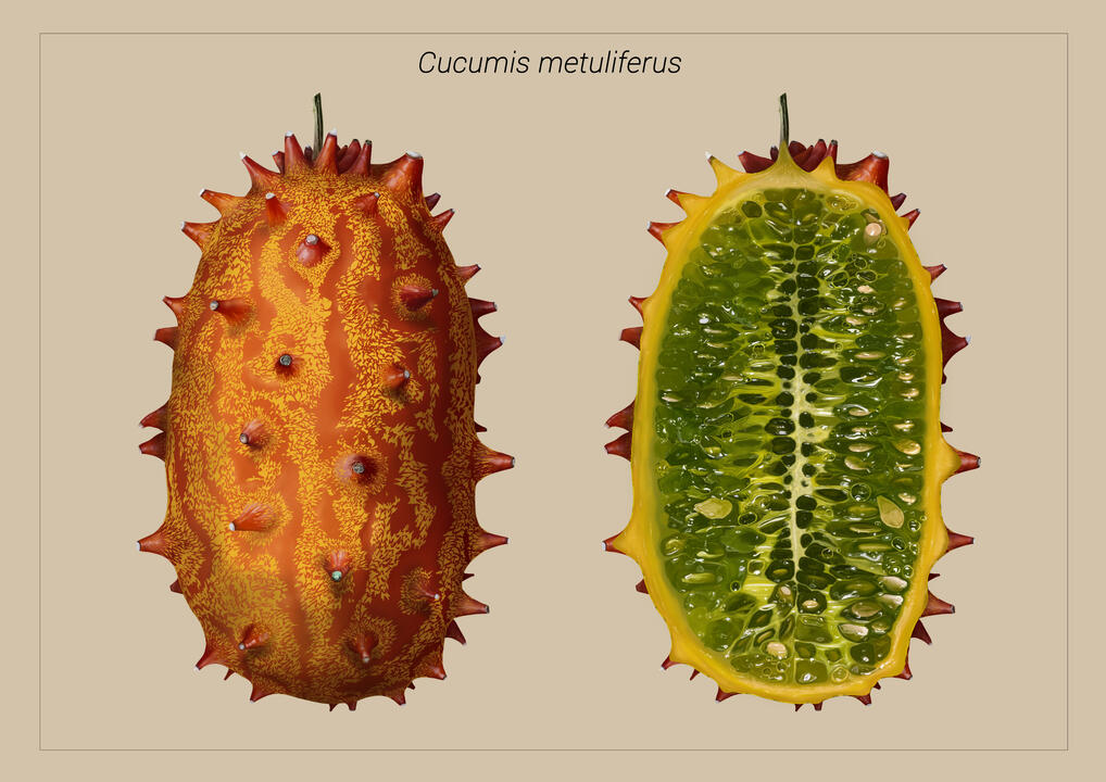 Flora: "Cucumis metuliferus"