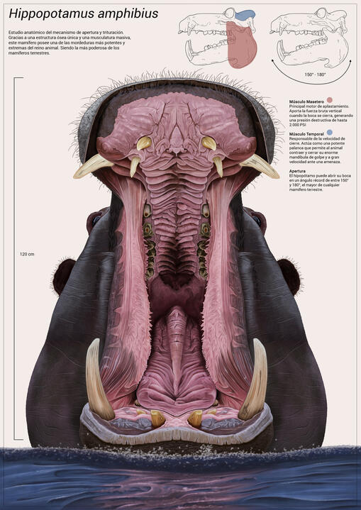 Fauna: "Hippopotamus amphibius"