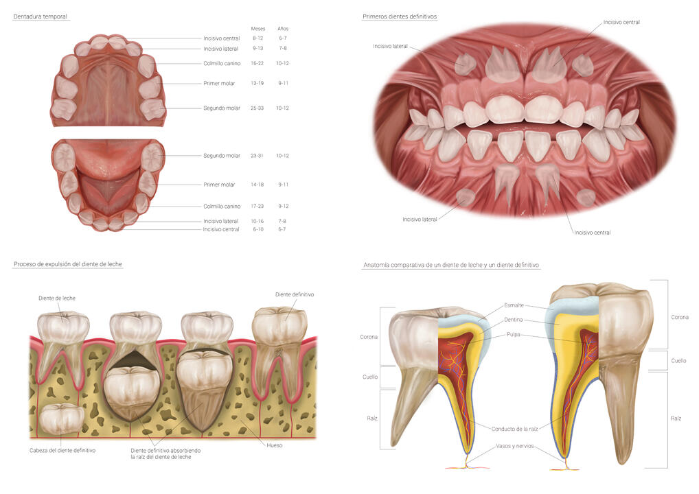 Medical: Milk teeth process